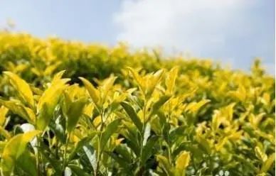 有关于产值1个亿！平阳春茶开采了的最新消息(1)