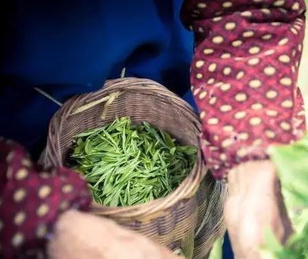 有关于产值1个亿！平阳春茶开采了的最新消息(2)