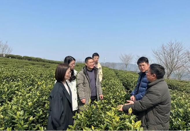 关于春茶开采在即！市县气象联合农业部门奔赴茶园开启护航服务的资讯
