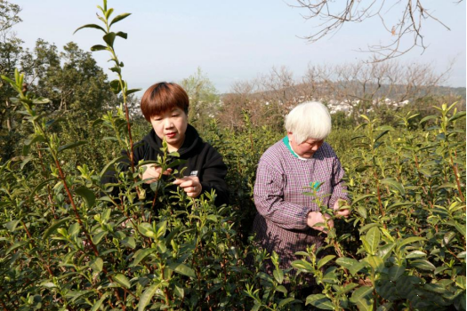 有关于新茶飘香 2023年头锅碧螺春今在苏州东山开炒的新闻