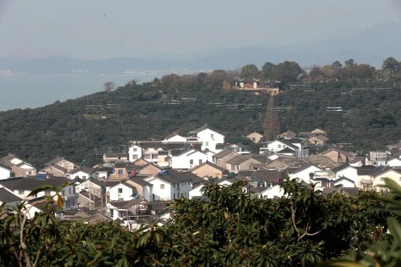 有关于新茶飘香 2023年头锅碧螺春今在苏州东山开炒的新闻(5)