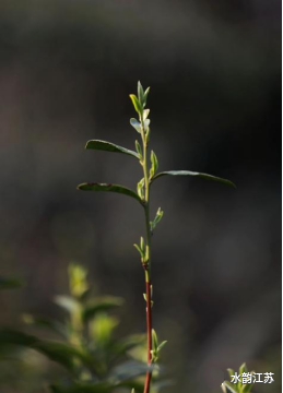 有关于新茶飘香 2023年头锅碧螺春今在苏州东山开炒的新闻(1)