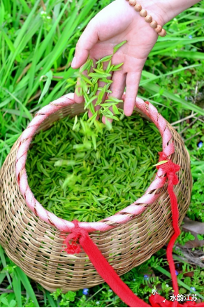 有关于新茶飘香 2023年头锅碧螺春今在苏州东山开炒的新闻(4)