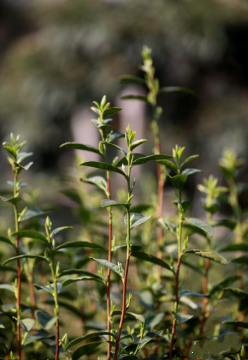 有关于新茶飘香 2023年头锅碧螺春今在苏州东山开炒的新闻(3)