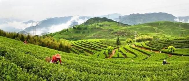 有关于乡村振兴茶飘香 宁德蕉城春茶迎来“开春第一采”的最新消息(1)