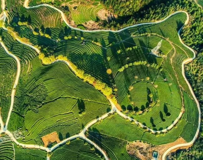 有关于乡村振兴茶飘香 宁德蕉城春茶迎来“开春第一采”的最新消息(2)