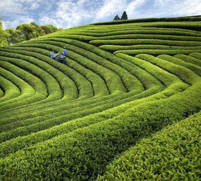 有关于乡村振兴茶飘香 宁德蕉城春茶迎来“开春第一采”的最新消息(3)