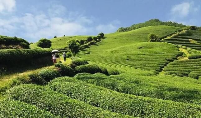 有关于乡村振兴茶飘香 宁德蕉城春茶迎来“开春第一采”的最新消息(4)