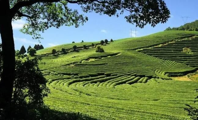 有关于乡村振兴茶飘香 宁德蕉城春茶迎来“开春第一采”的最新消息
