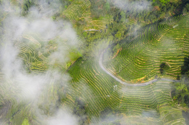 关于楮坪乡：依托茶产业，做发展大文章的信息(2)