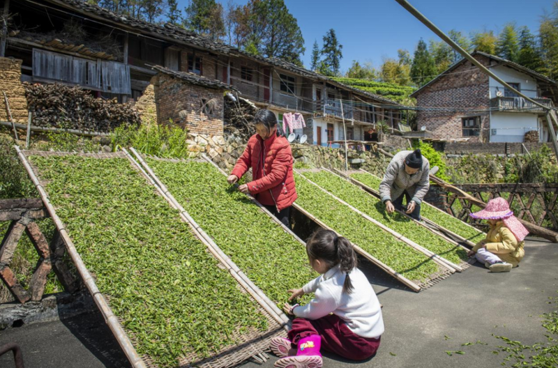 关于楮坪乡：依托茶产业，做发展大文章的信息(3)