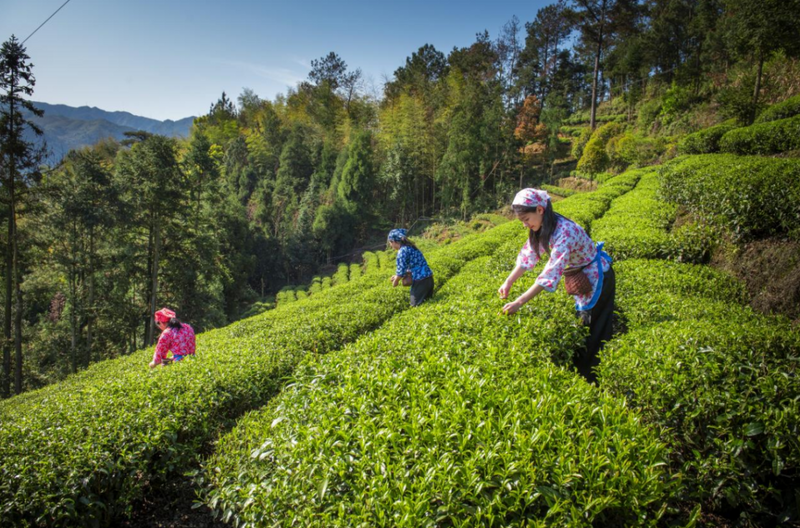 关于楮坪乡：依托茶产业，做发展大文章的信息(1)