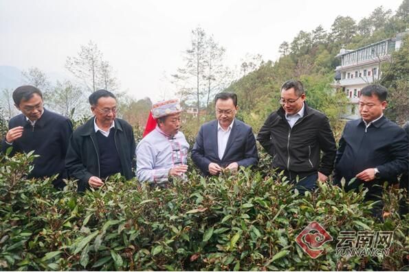关于刘仲华院士率队调研指导怒江老姆登茶产业的新闻