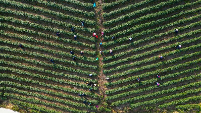 关于品质更优！武义县十一万亩春茶陆续开采的信息(4)