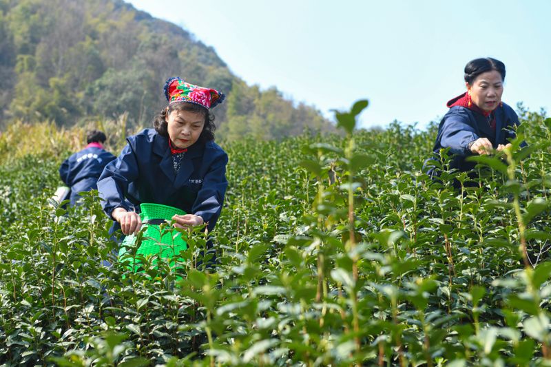 关于品质更优！武义县十一万亩春茶陆续开采的信息(2)