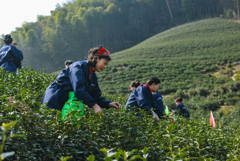 关于品质更优！武义县十一万亩春茶陆续开采的信息(1)