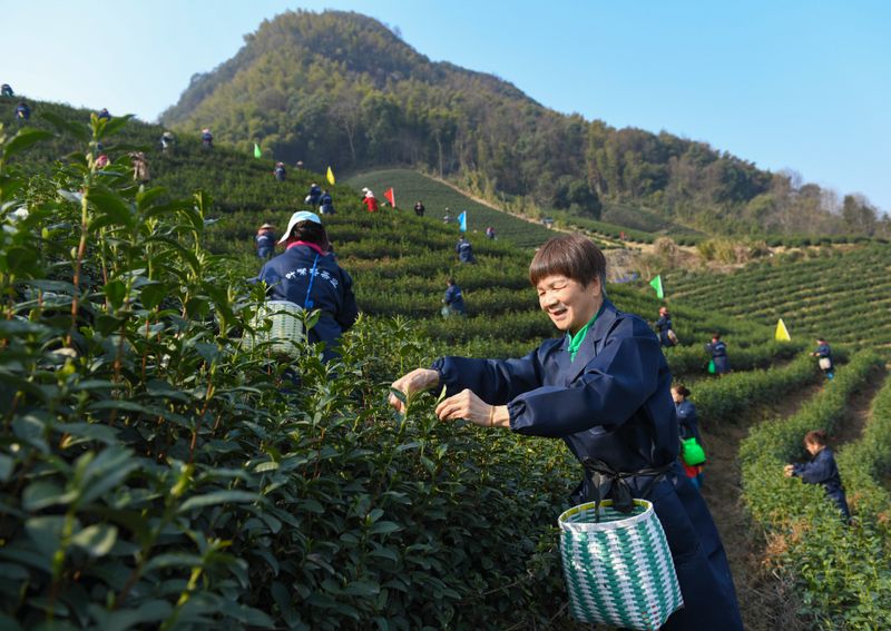 关于品质更优！武义县十一万亩春茶陆续开采的信息