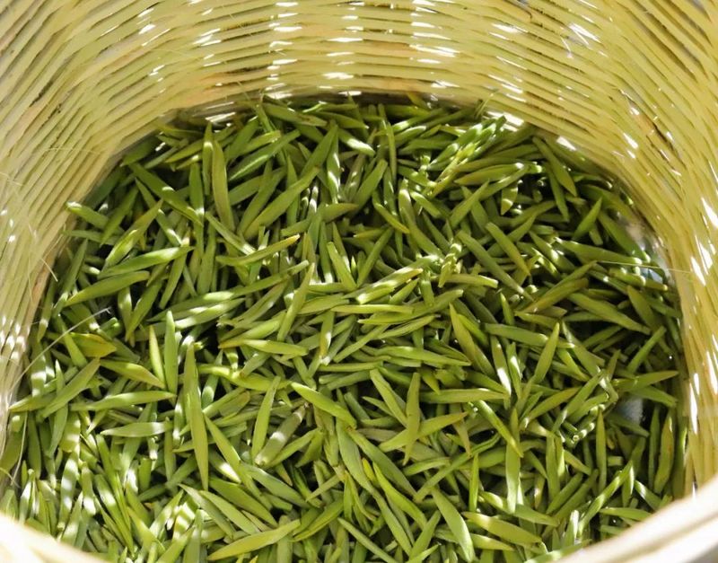 关于春茶第一采！镇巴首家茶企正式开园抢“鲜”上市的信息(2)