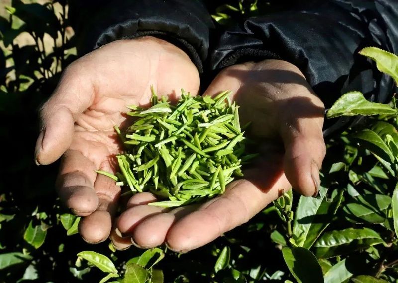 关于春茶第一采！镇巴首家茶企正式开园抢“鲜”上市的信息(4)