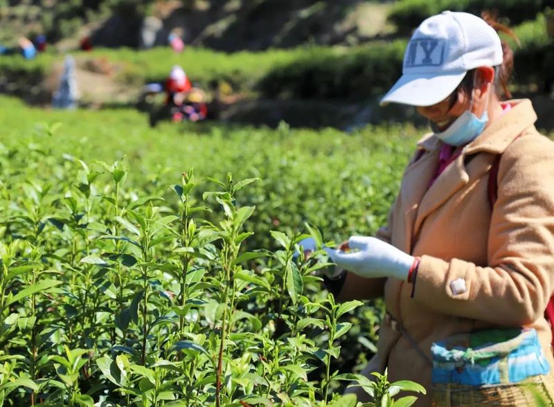 关于春茶第一采！镇巴首家茶企正式开园抢“鲜”上市的信息(3)