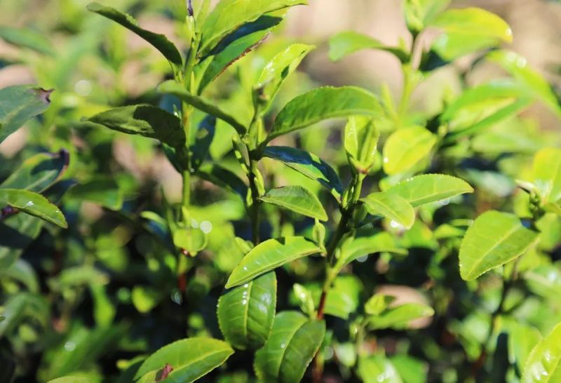 关于春茶第一采！镇巴首家茶企正式开园抢“鲜”上市的信息(5)