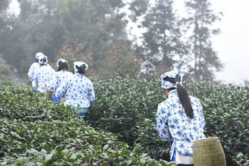 有关于犍为山区 早春三月采茶忙 “三抓”破解用工荒的最新消息(2)