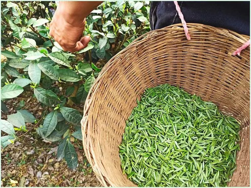 有关于犍为山区 早春三月采茶忙 “三抓”破解用工荒的最新消息