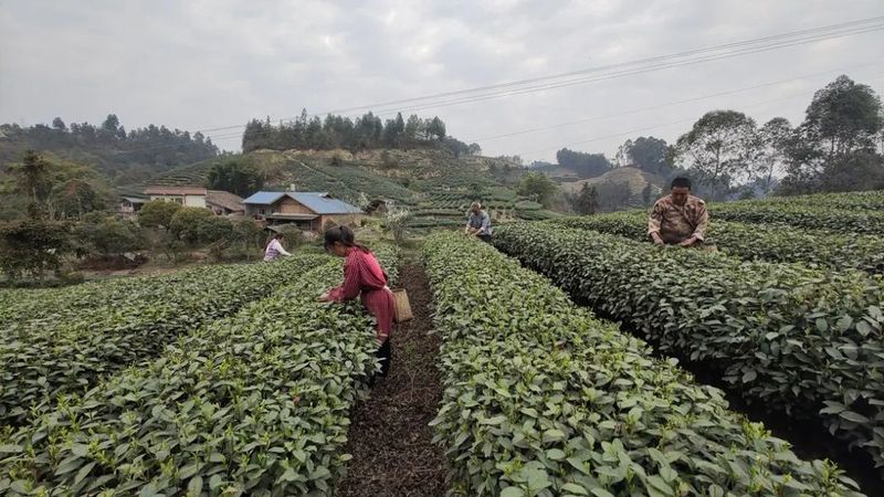 有关于犍为山区 早春三月采茶忙 “三抓”破解用工荒的最新消息(1)