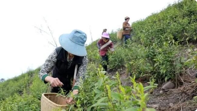 有关于江华7.2万亩春茶陆续开采的信息(4)