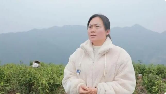 有关于江华7.2万亩春茶陆续开采的信息(2)