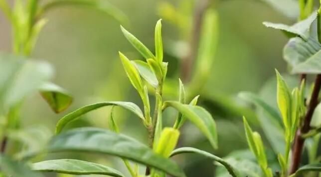 有关于江华7.2万亩春茶陆续开采的信息(3)