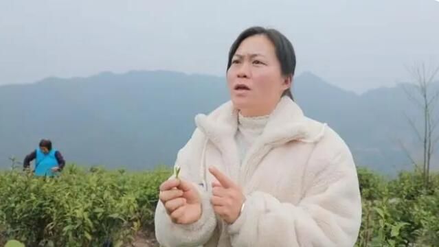 有关于江华7.2万亩春茶陆续开采的信息(5)