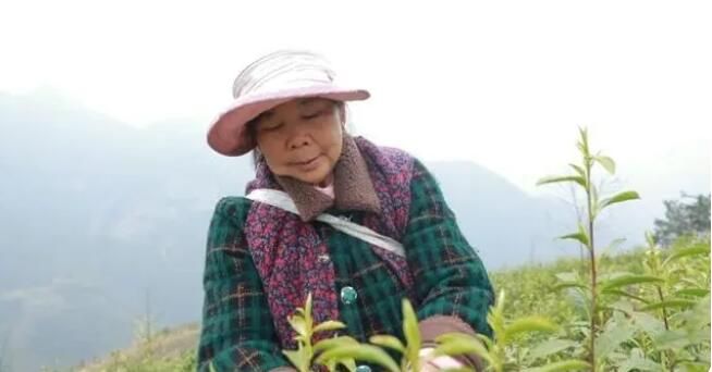 有关于江华7.2万亩春茶陆续开采的信息(7)