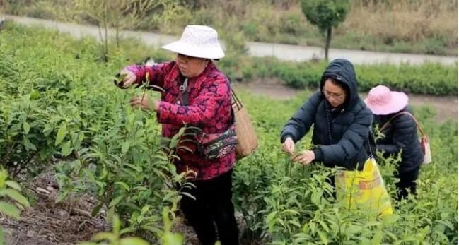 有关于江华7.2万亩春茶陆续开采的信息(6)