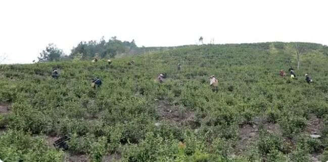 有关于江华7.2万亩春茶陆续开采的信息(1)