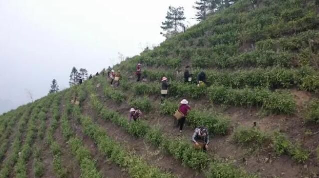 有关于江华7.2万亩春茶陆续开采的信息(8)
