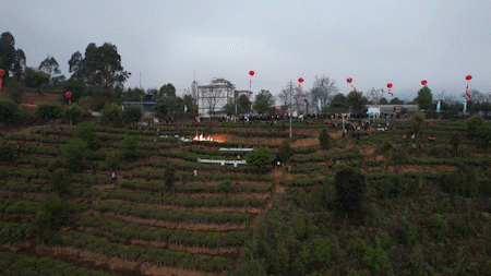 有关于生态绿春 邀您沉浸式体验早春采茶的相关内容