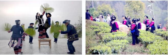 有关于生态绿春 邀您沉浸式体验早春采茶的相关内容(3)