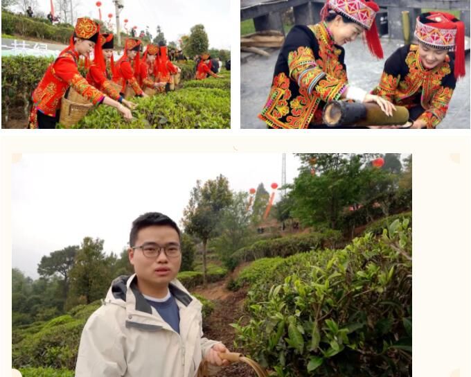 有关于生态绿春 邀您沉浸式体验早春采茶的相关内容(1)