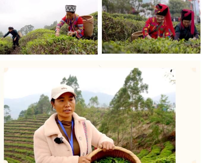 有关于生态绿春 邀您沉浸式体验早春采茶的相关内容(2)