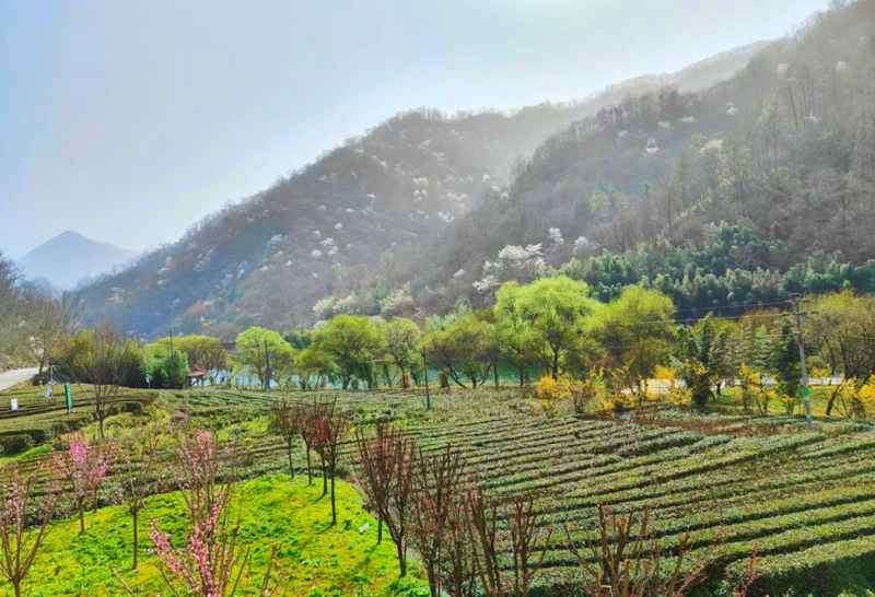 有关于春茶吐芳华！来阳坝感受舌尖上第一缕春天的味道！的资讯(2)