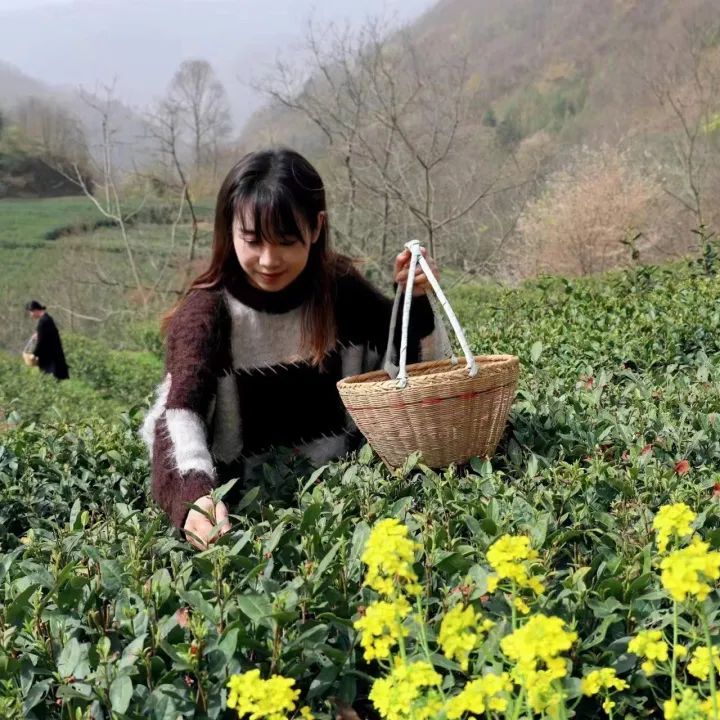 有关于春茶吐芳华！来阳坝感受舌尖上第一缕春天的味道！的资讯(9)