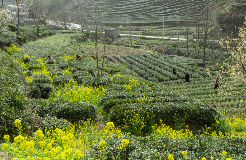 有关于春茶吐芳华！来阳坝感受舌尖上第一缕春天的味道！的资讯(15)