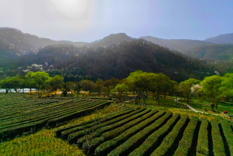 有关于春茶吐芳华！来阳坝感受舌尖上第一缕春天的味道！的资讯(4)