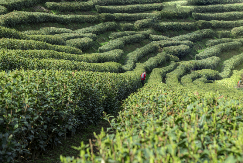 有关于春茶吐芳华！来阳坝感受舌尖上第一缕春天的味道！的资讯(1)