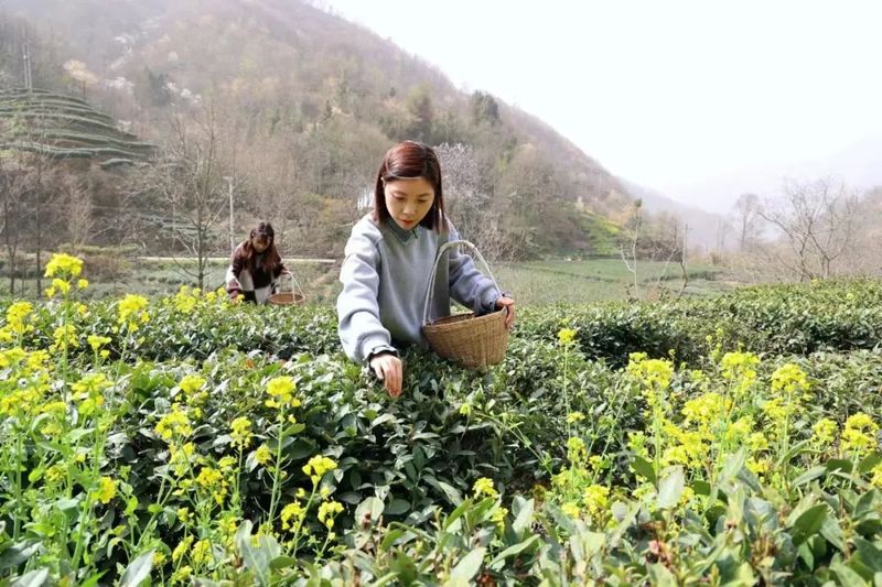 有关于春茶吐芳华！来阳坝感受舌尖上第一缕春天的味道！的资讯(8)