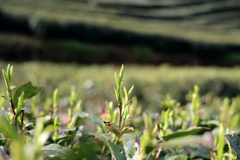 有关于春茶吐芳华！来阳坝感受舌尖上第一缕春天的味道！的资讯