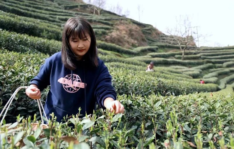 有关于春茶吐芳华！来阳坝感受舌尖上第一缕春天的味道！的资讯(10)
