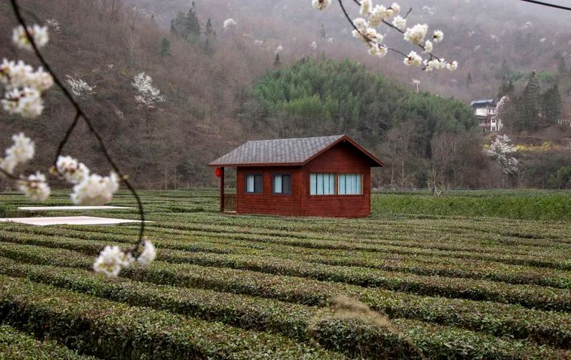 有关于春茶吐芳华！来阳坝感受舌尖上第一缕春天的味道！的资讯(17)