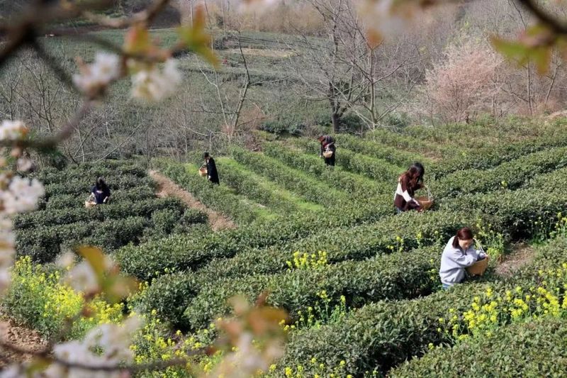 有关于春茶吐芳华！来阳坝感受舌尖上第一缕春天的味道！的资讯(5)